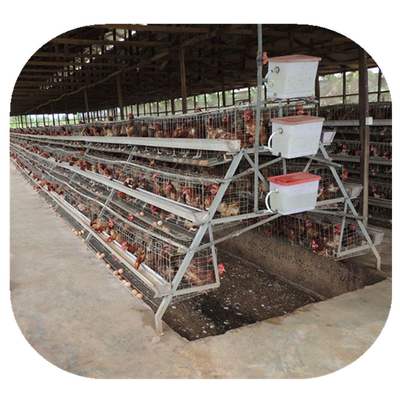 Chambre de poulet galvanisée à chaud de ferme avicole d'oeufs de cage de couche de 4 rangées