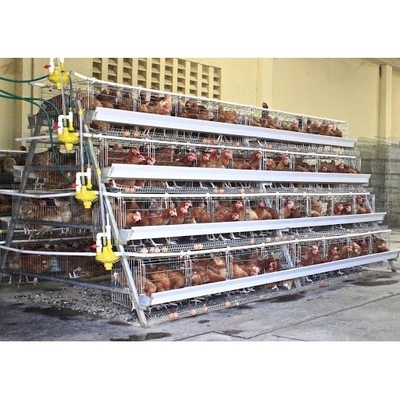 160 oiseaux élevant des poules de cage de batterie avec le circuit de refroidissement automatique