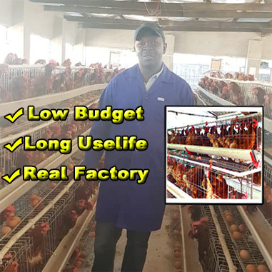 Cages commerciales à couche d'œufs galvanisées à chaud à 4 niveaux pour les élevages avicoles