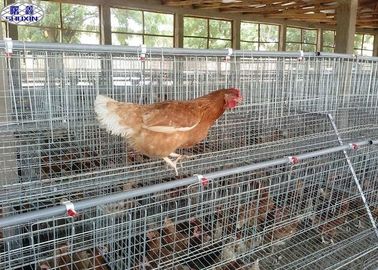 Les grandes cages de poulet de volaille, volaille posent la surface galvanisée par conception de cage