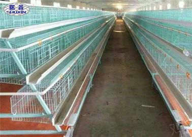 Cage complètement automatique de poulet de couche, cages commerciales de poulet à Philippines
