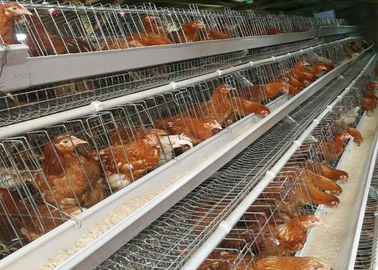 Cage galvanisée de couche de poulet de batterie, équipement d'aviculture