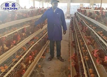 A / H dactylographient la cage de poulet de couche avec le système automatique pour l'équipement d'aviculture