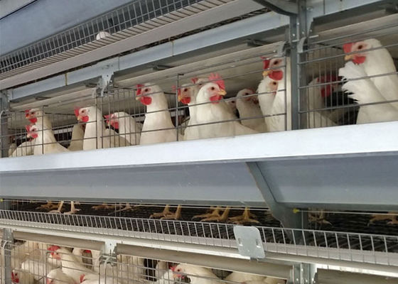 Un type 96 cage galvanisée de ponte d'oeufs de poules d'oiseaux pour l'agriculture de couche