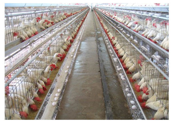 Cage de poulet à rôtir Q235 d'aviculture avec le certificat de la CE