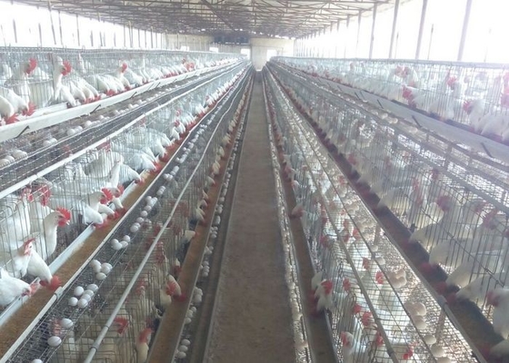 Le type de H a galvanisé la cage automatique de poulet de laer de ferme avicole de bettery pour le marché de l'Afrique du Sud