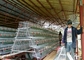 Cage individuelle de poulet de couche de pièce des rangées 4 de la ferme 3 pour 500-1000birds