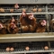 Cage de poulet galvanisée automatique de type H pour élevage de volailles