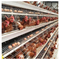 Cages commerciales à couche d'œufs galvanisées à chaud à 4 niveaux pour les élevages avicoles