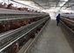 5 chambres 160oiseaux poulet couche batterie cage dans une ferme avicole automatique