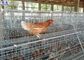 Les grandes cages de poulet de volaille, volaille posent la surface galvanisée par conception de cage