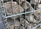 50 x 100mm ont galvanisé le maillage de soudure Gabion/mur en pierre soudé de cage