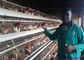L'agriculture du poulet de volaille met en cage la cage automatique de couche de poulet avec la longue durée