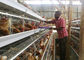 La cage de batterie de couche de poulet de rangée de la ferme 4 de la Tanzanie, volaille mettent en cage le système