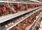 96 / 160 oiseaux posent le système d'alimentation de la volaille de cage de poulet