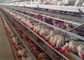 4 rangées automatiques 128 cages de poulet de volaille d'oiseaux