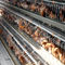 Type cage automatique de poulet de couche de poulet d'oeufs d'équipement de ferme avicole de système de machine