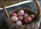 Le poulet de volaille de distributeur de 160 oiseaux met en cage avec le buveur de mamelon