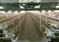 Cages automatiques de poulet de volaille de la ferme de batterie Q235
