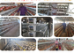 Oiseaux galvanisés spacieux vigoureux de la cage 128 de poulet de couche pour l'élevage de ferme avicole
