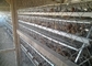 Le type de H a galvanisé la cage automatique de poulet de laer de ferme avicole de bettery pour le marché de l'Afrique du Sud