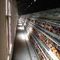 Cage automatique animale commerciale de couche de poulet pour l'équipement de ferme avicole