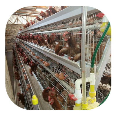 Rangées de la cage 3 de poulet d'oeufs de couche d'élevage de batterie de volaille