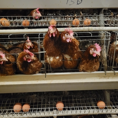 Piles métalliques couche animale Cage de poulet pour pondre des œufs de poule