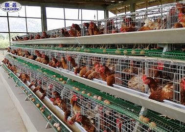 La cage de poulet de couche d'oeufs/les poules galvanisées ponte d'oeufs cultivent 3 ans de garantie