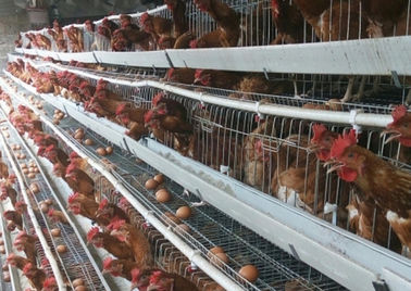4 type de la capacité H des rangées 128 cage de poulet de couche pour la ferme de poulet commerciale