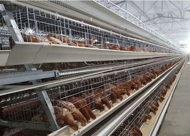 Cages automatiques de poulet de volaille avec la capacité de 96/120/128/160 oiseaux