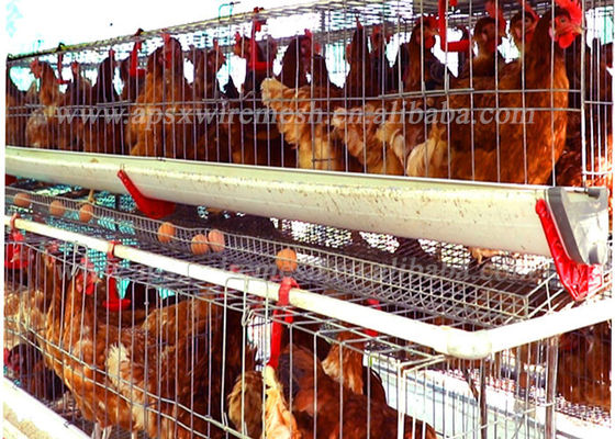 Le type poulet de volaille du système automatique 128 met en cage l'équipement de ferme de couche d'oeufs