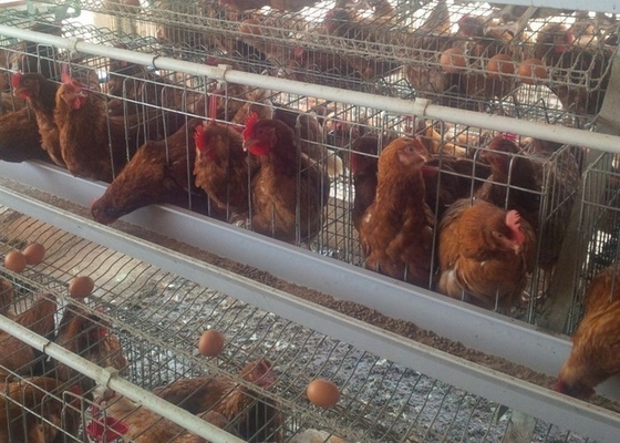 La cage automatique de volaille de 120 oiseaux a galvanisé la grande capacité pour la ferme avicole
