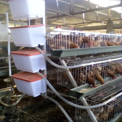 Type automatique A de cage de poulet de couche de rangées durables de l'animal 3/4