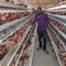 Poultry Farm A Type Q235 Layer Chicken Cage 4 Tiers 160 Birds Galvanisé à chaud