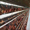 Haute cage 1,88 de ferme avicole de couche du × 1.6M Battery Layer Cage du × 2,1 de rigidité