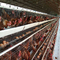 La cage de poulet de couche d'élevage de 160 a galvanisé la volaille automatique d'un type 4 rangées