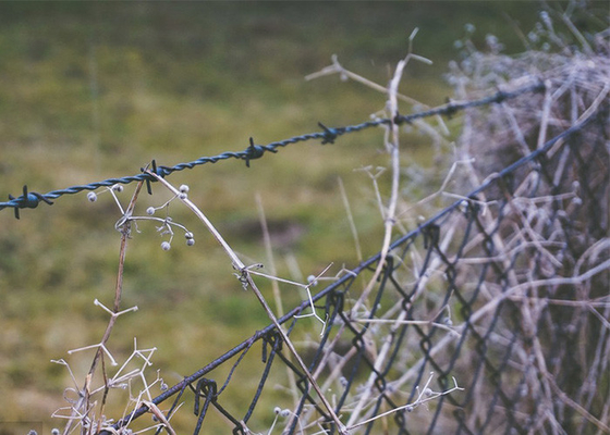 Protection des exploitations agricoles Clôture en fil barbelé galvanisé/enduit en PVC