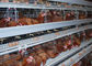 Les fermes dactylographient des cages d'un élevage de volaille, rangées des cages de poulet de fil 3 - 4