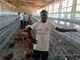 Conducteur de poulet de cages de batterie de poulet de la couche Q235 pour des fermes avicoles