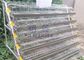 Cage de pose commerciale galvanisée de cailles, alimentation automatique de cages de batterie de cailles