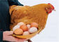 La vente chaude a galvanisé automatique un type poulet met en cage la volaille de couche pour l'équipement de ferme