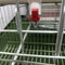 Type automatique de HDG A cage de couche de poulet pour la ferme avicole