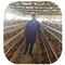 Oiseaux de la capacité 96-160 de rangées de la cage 3/4 de poulet de cage de poulet de haute qualité en Tanzanie