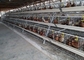 La cage automatique de volaille de 120 oiseaux a galvanisé la grande capacité pour la ferme avicole